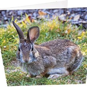 Maturi Rabbit Photographic Blank Birthday Greetings Card, 6" x 6" Square