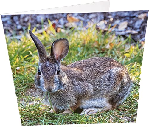 Maturi Rabbit Photographic Blank Birthday Greetings Card, 6" x 6" Square