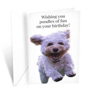 prime greetings funny dog birthday card pun with poodle, made in america, eco-friendly, thick card stock with premium envelope 5in x 7.75in, packaged in protective mailer