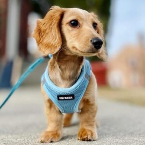 Voyager Step-in Air All Weather Mesh Harness and Reflective Dog 5 ft Leash Combo with Neoprene Handle, for Small, Medium and Large Breed Puppies by Best Pet Supplies - Set (Baby Blue), M