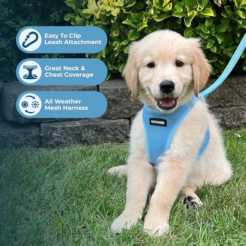 Voyager Step-in Air All Weather Mesh Harness and Reflective Dog 5 ft Leash Combo with Neoprene Handle, for Small, Medium and Large Breed Puppies by Best Pet Supplies - Set (Baby Blue), M