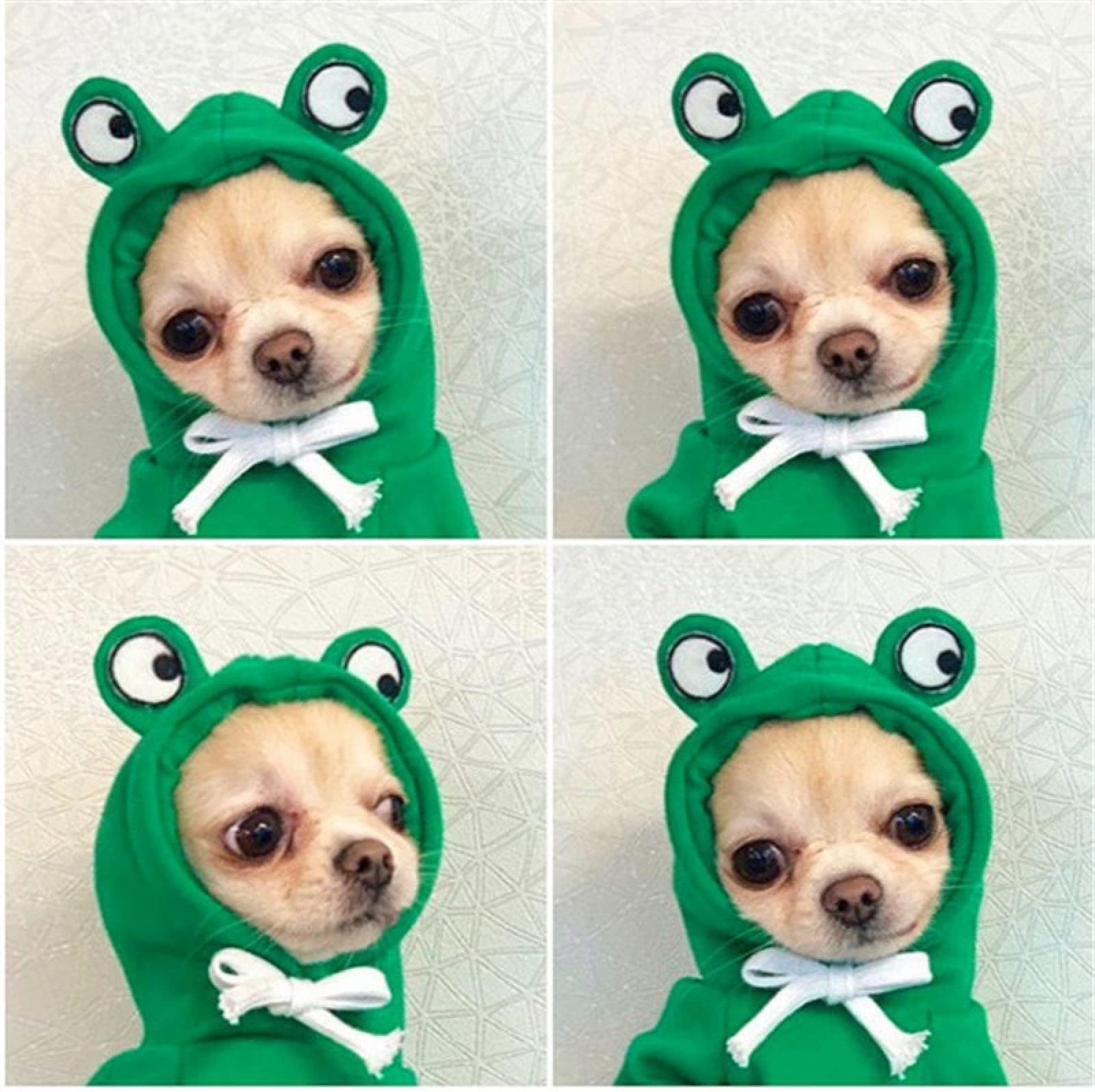 Warm Dog Winter Clothes Cute Fruit Dog Coat Hoodies Fleece Pet Dogs Costume Jacket for French Bulldog Chihuahua Ropa Para Perro(Green,XS)