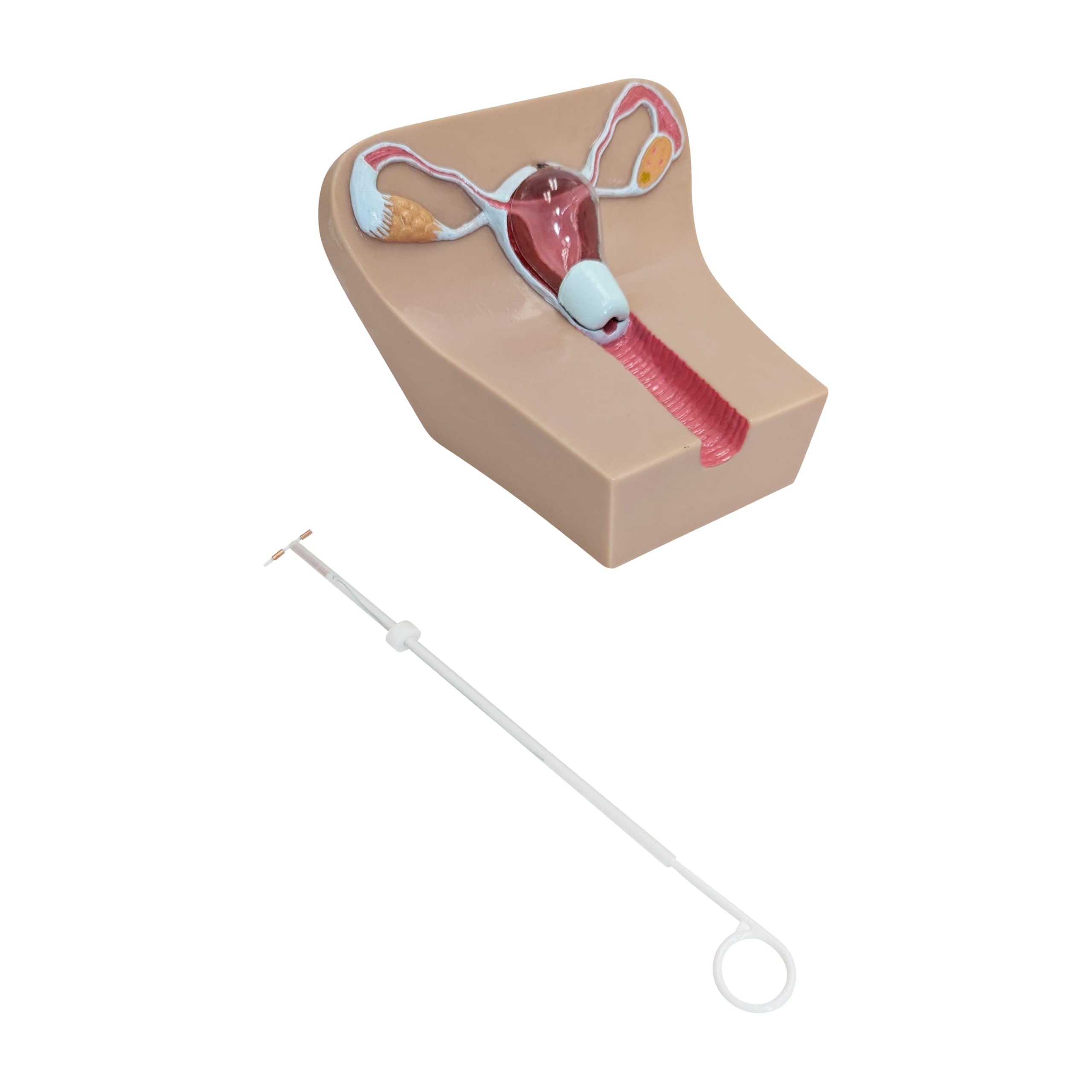 Anatomy Lab IUD Insertion Model I