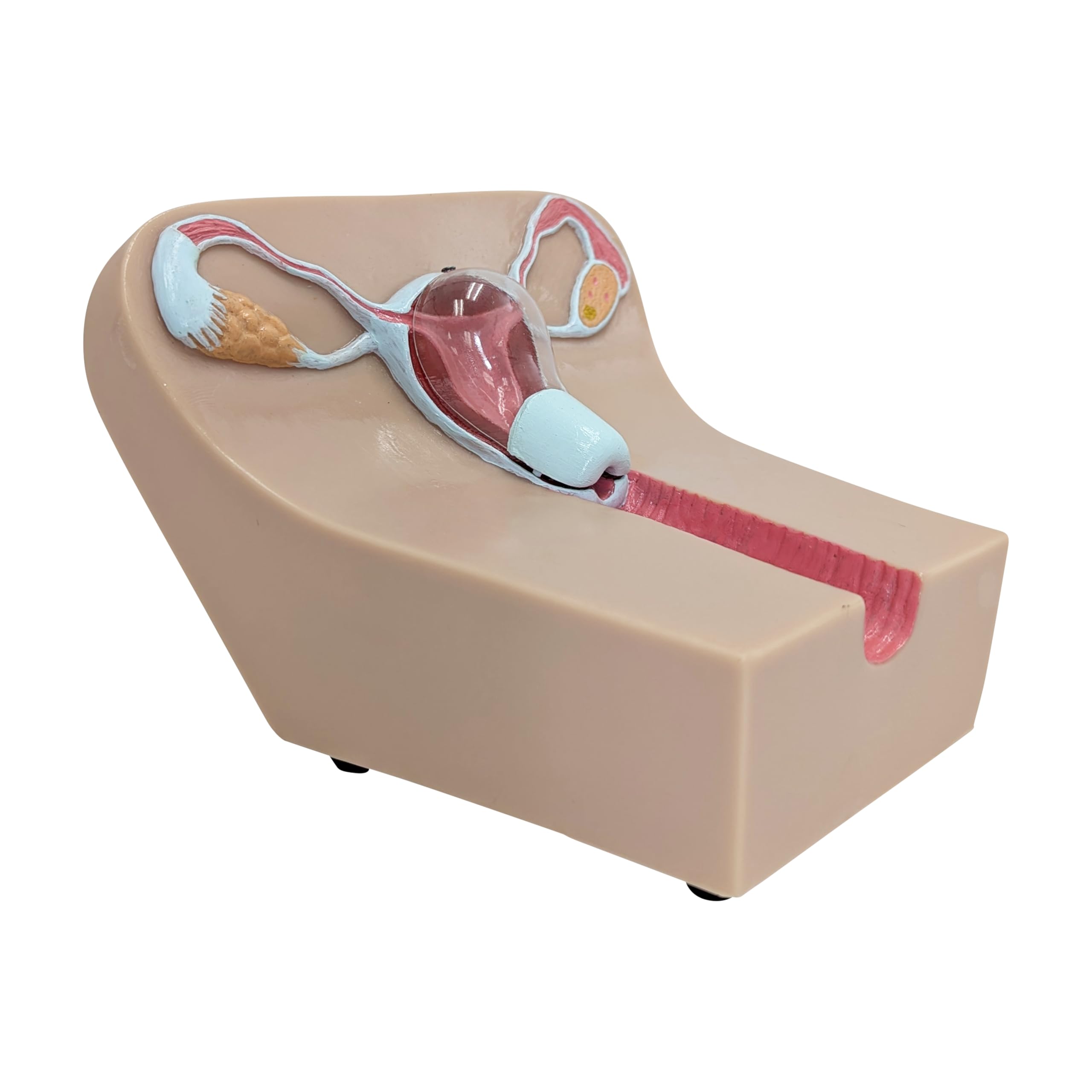 Anatomy Lab IUD Insertion Model I