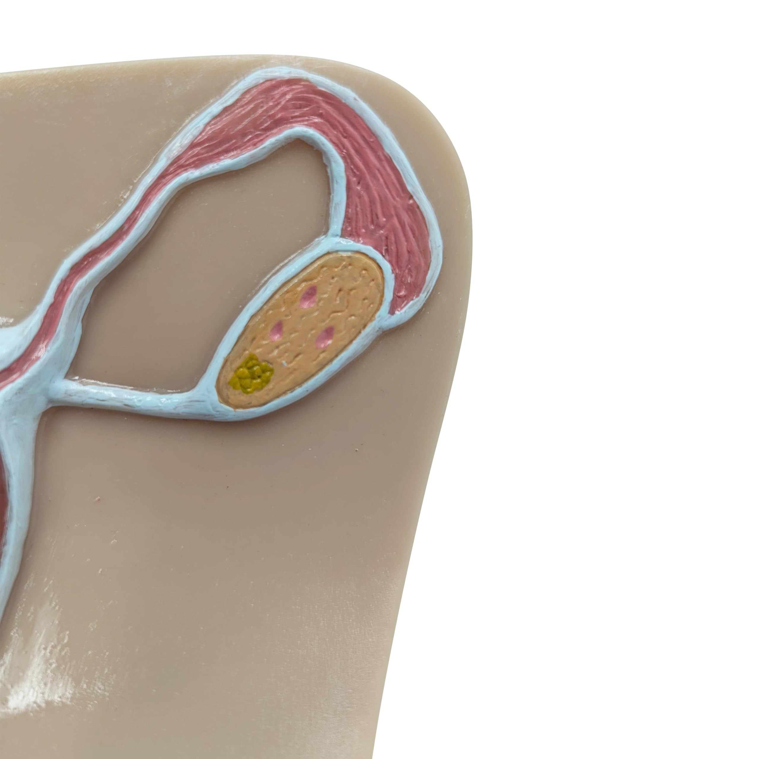 Anatomy Lab IUD Insertion Model I