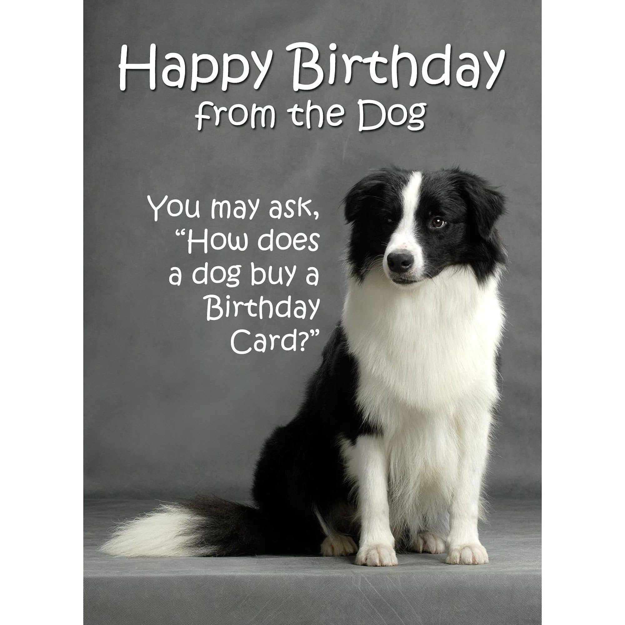 CafePress Border Collie Birthday Card Folded Greeting Card Glossy