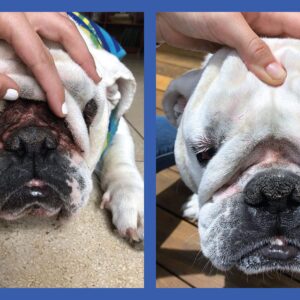 Squishface Wrinkle Paste (2oz) & 5x7 Wipes Bundle - Clean Wrinkles, Tear Stains, Tail Pockets, Paws – Anti-Itch, Deodorizing - Great for English Bulldogs, Pugs, Frenchies, French Bulldogs & Any Breed