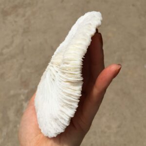 DOUPE Healing Stone White Coral Sea Round Mushroom Coral Natural Artifical Fish Aquatic Pet Supplies Aquarium Landscape Tank Ornaments 8 to 10cm