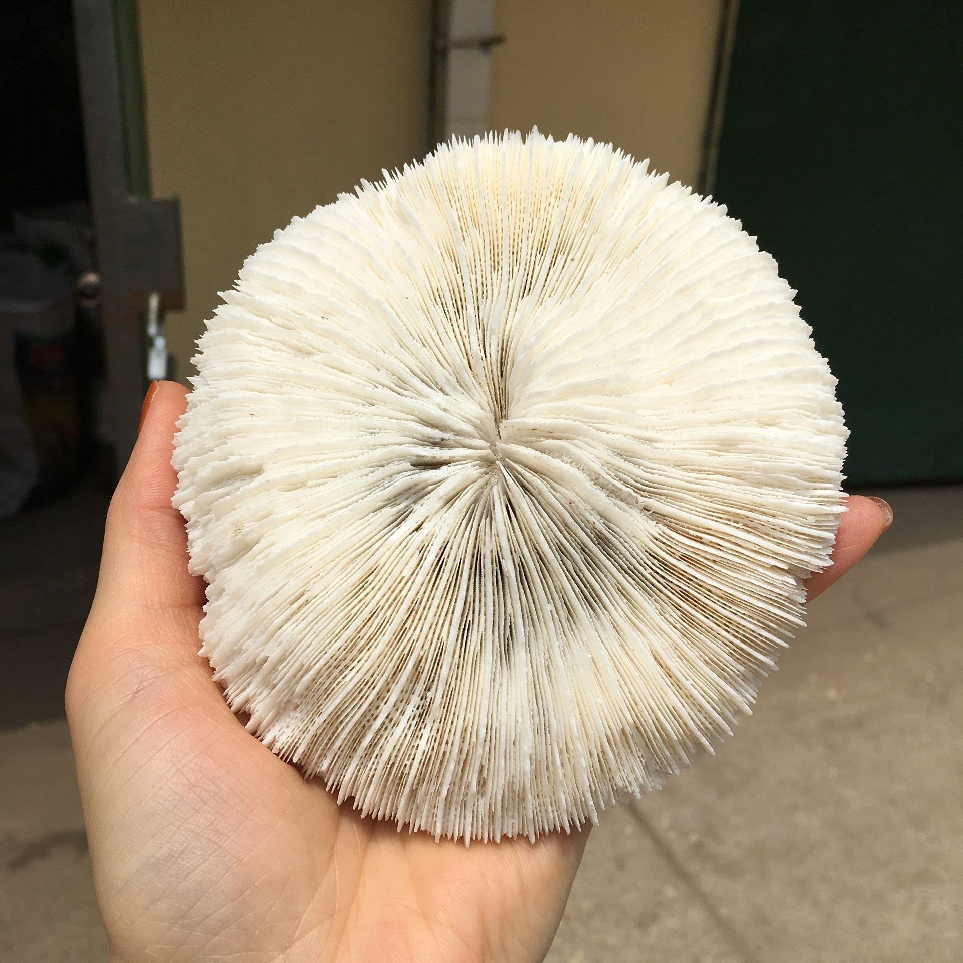 DOUPE Healing Stone White Coral Sea Round Mushroom Coral Natural Artifical Fish Aquatic Pet Supplies Aquarium Landscape Tank Ornaments 8 to 10cm