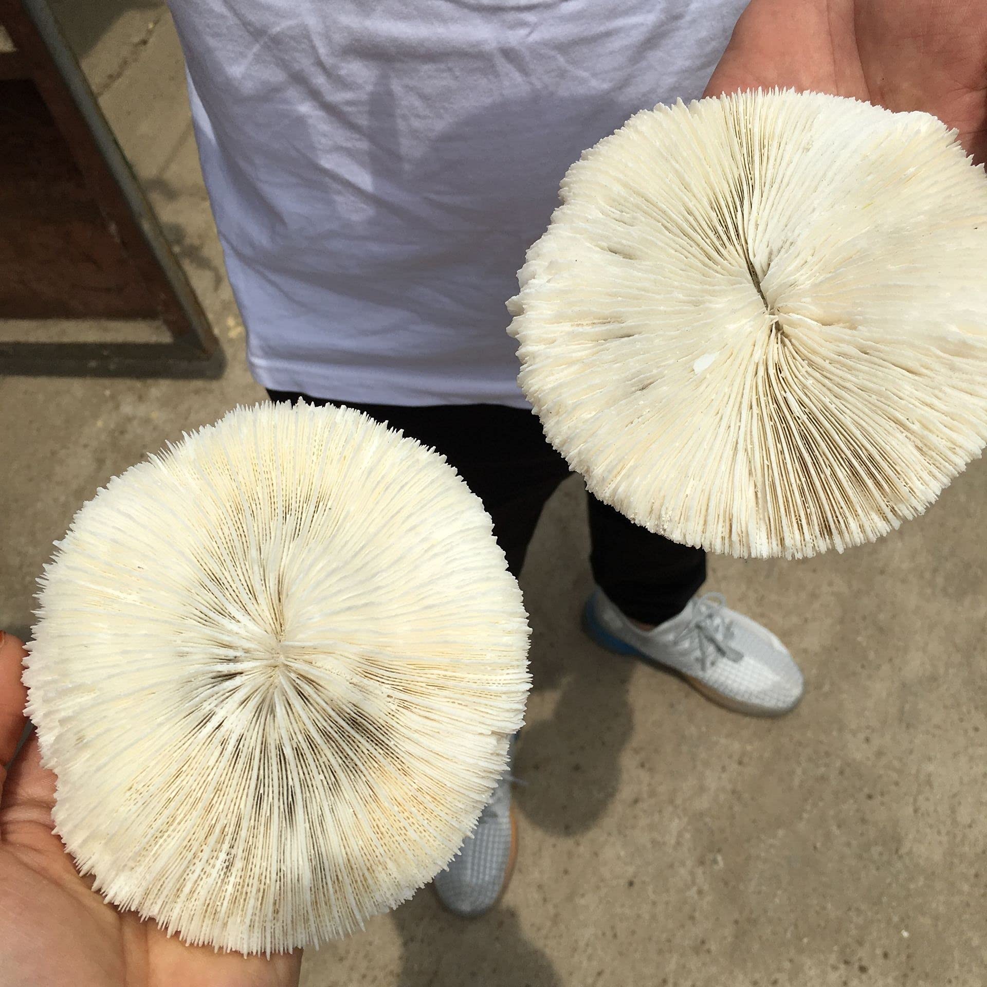 DOUPE Healing Stone White Coral Sea Round Mushroom Coral Natural Artifical Fish Aquatic Pet Supplies Aquarium Landscape Tank Ornaments 8 to 10cm