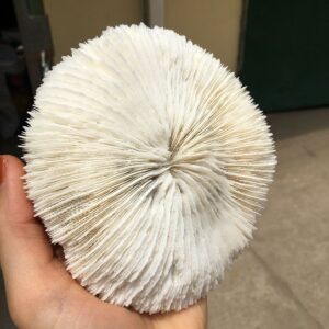 DOUPE Healing Stone White Coral Sea Round Mushroom Coral Natural Artifical Fish Aquatic Pet Supplies Aquarium Landscape Tank Ornaments 8 to 10cm