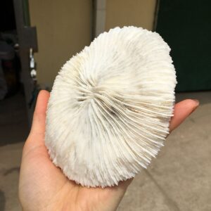 DOUPE Healing Stone White Coral Sea Round Mushroom Coral Natural Artifical Fish Aquatic Pet Supplies Aquarium Landscape Tank Ornaments 8 to 10cm