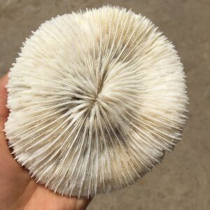 doupe healing stone white coral sea round mushroom coral natural artifical fish aquatic pet supplies aquarium landscape tank ornaments 8 to 10cm