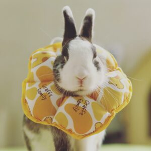 Adjustable Rabbit Protection Cone Collar, Waterproof Pet Recovery Collar for Rabbit Chinchilla Guinea Pigs After Surgery Wound Healing,Elizabeth E-Collar for Small Animals (XS (3.9''-7.9''), Yellow)