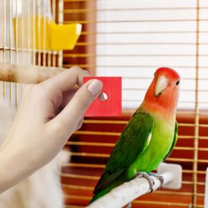 Parrot Toys 100 Pcs Wooden Blocks Bird Chewing Toy Beak Trim Parrot Foot Craft Cage Part Toy Mini Wood Chip Charms for DIY Playing Chewing Shredding Mixed Large Bird Toys