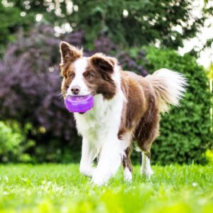 Pawaboo Pet Cooling Chew Toy, Freezable Dog Teether Chewing Ring for Aggressive Chewers, Upgraded Non-Toxic Freeze Fetch Toy for Small Medium Dog Puppy, Summer Pet Interactive Toys, Purple