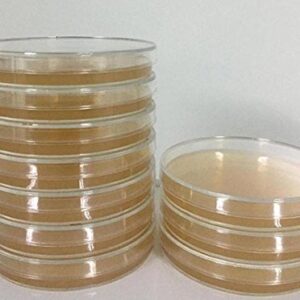 Malt Extract Agar Plates - Great for Mushrooms, Molds, Fungus - 5 Prepoured MEA Petri Dishes (5)