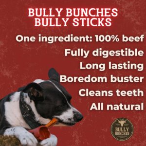 Bully Bunches Premium 12 Inch Jumbo Odor-Free Bully Sticks for Medium & Large Dogs - Long Lasting Chews for Oral Care - All Natural & Single Ingredient, 100% Beef Dog Treat, Rawhide Free (5 Pk)