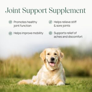 pawTree Joint & Hip Support Supplement for Dogs with Glucosamine, Chondroitin, MSM, Tumeric & Green Lipped Mussels - Vitamins, Supplements & Health Essentials - All-Natural Mobility Soft Chews