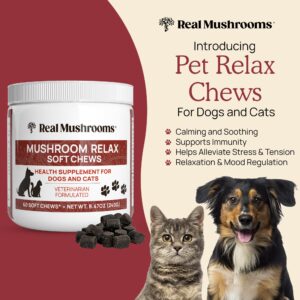 Real Mushrooms Calming Chews for Dogs - Cat & Dog Calming Treats w Reishi & Lion's Mane, Calming Treats for Dogs, Calming Chews for Relaxation, Calming Bites for Pet, Calming Cat Treats - 60ct