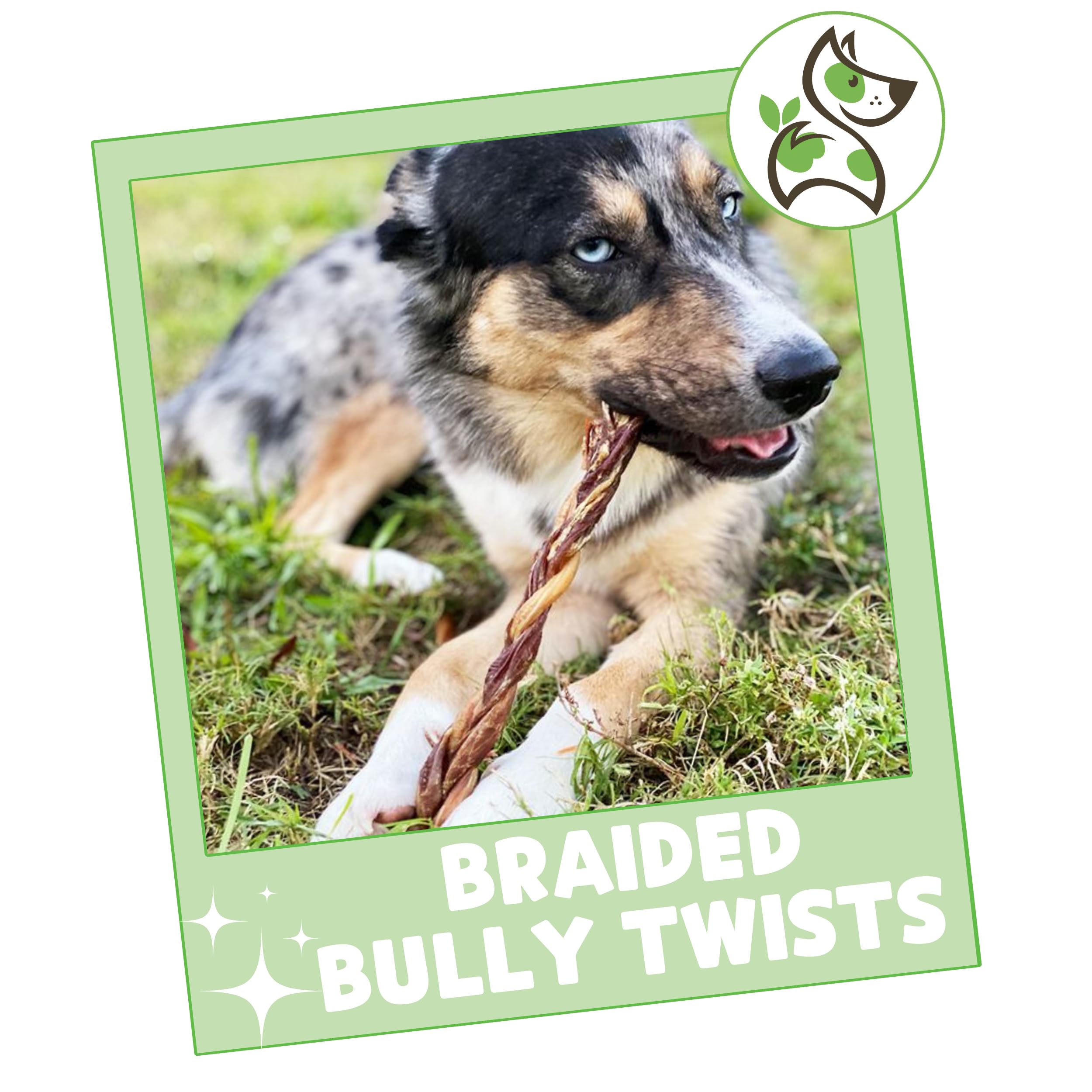 Nature Gnaws Braided Bully Twists for Dogs 11-12" (5 Count) - Long Lasting for Aggressive Chewers and Large Dogs - Natural Beef Dog Chew Bones