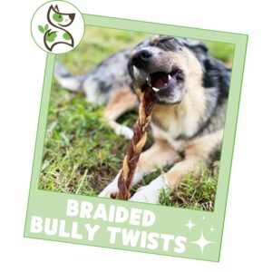 Nature Gnaws Braided Bully Twists for Dogs 11-12" (5 Count) - Long Lasting for Aggressive Chewers and Large Dogs - Natural Beef Dog Chew Bones