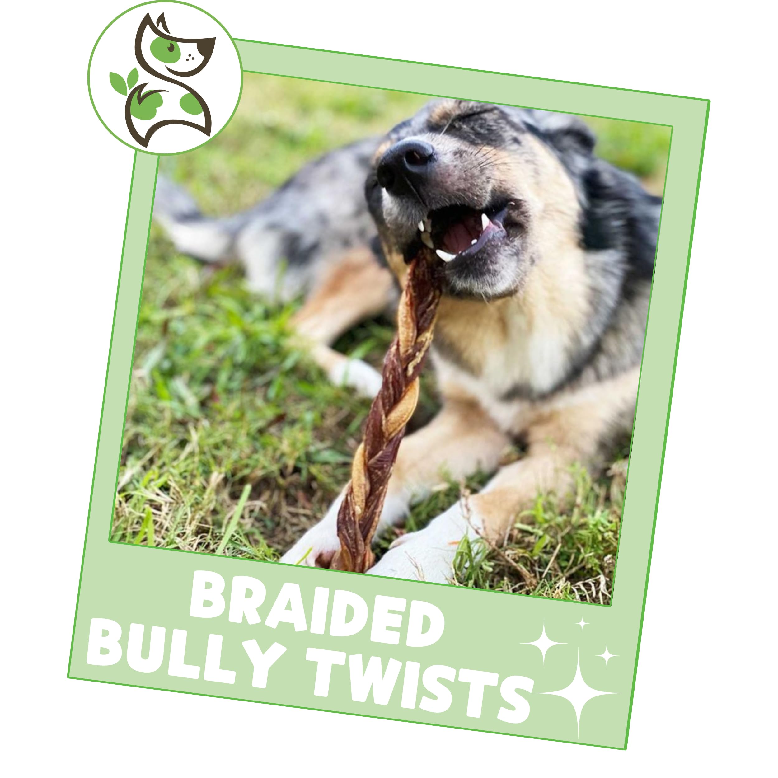 Nature Gnaws Braided Bully Twists for Dogs 11-12" (5 Count) - Long Lasting for Aggressive Chewers and Large Dogs - Natural Beef Dog Chew Bones