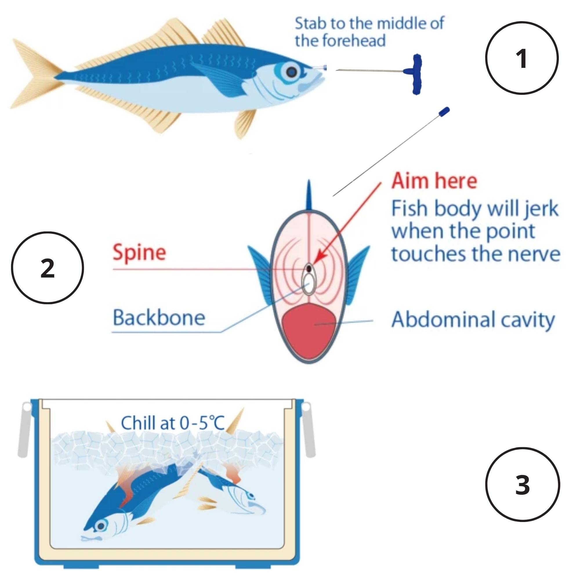 IKEJIME RUGGED Ike Jime Kit: Ikijime Fish Spike With Shinkejime Stainless Steel Wire (Yellowtail, Sea Bass, Bream), Blue