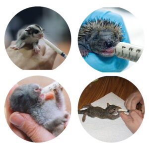 Wonder Nipple - Nursing Nipple for Baby Animals - Handfeeding Baby Squirrels, Sugar Gliders, Hedgehogs, Guinea Pigs, Racoons, Prairie Dogs, Opossums, and More! (Standard)