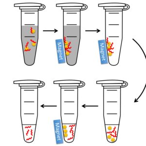 Magnetic Beads for DNA Purification, 100-1000 Base Pairs Range