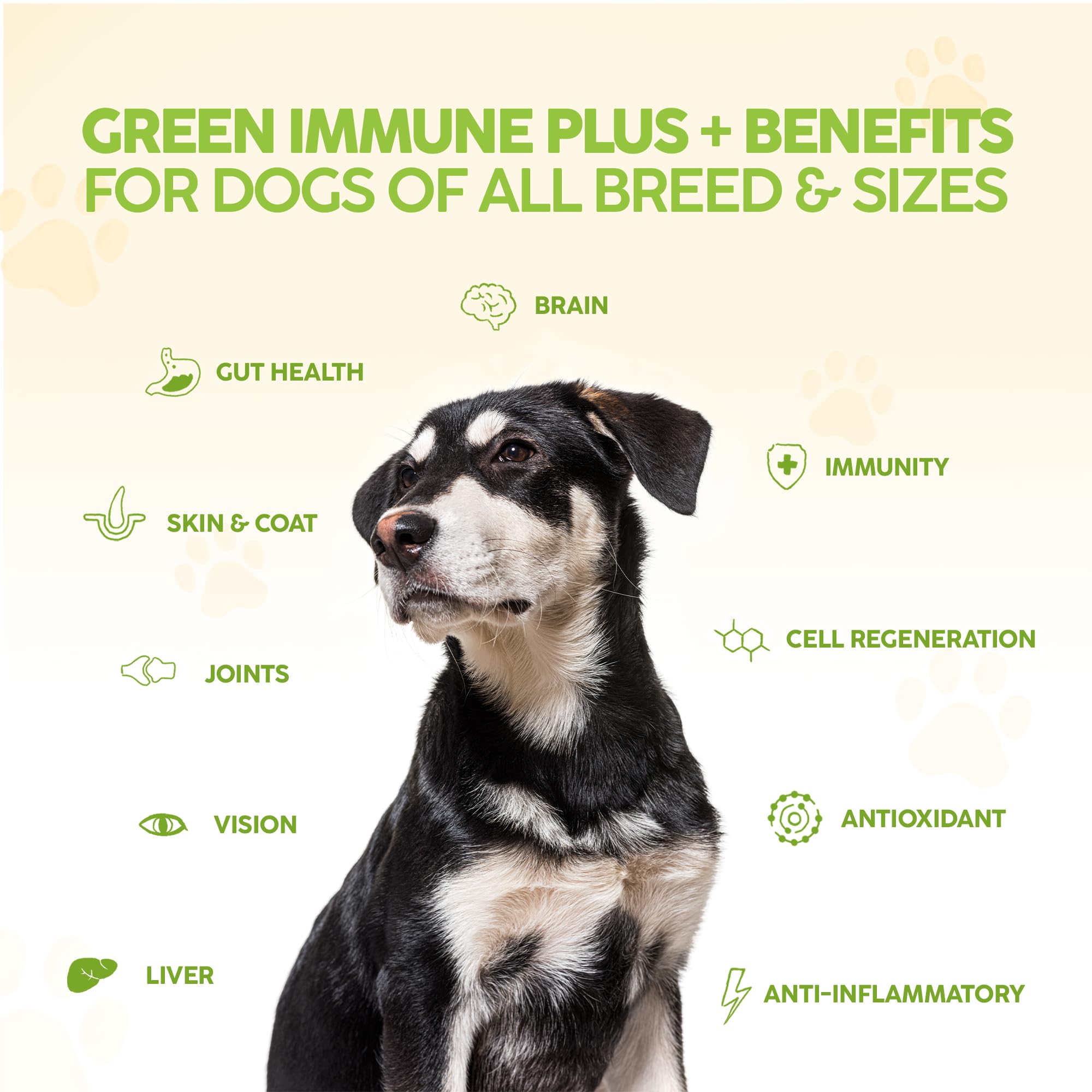 King Kanine Green Inmune Plus Multivitamin and Mineral 6 oz | Organic Powder to Improve Join Mobility & Allergy Relief | Inflammatory Supplement for Dogs Care | Veterinarian Approved