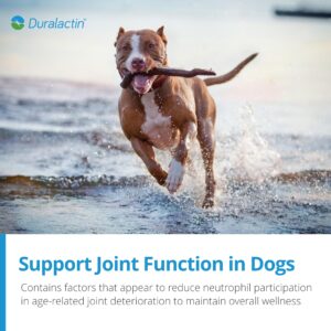 PRN Pharmacal Duralactin Canine Joint Plus - Joint Health Supplement for Dogs & Puppies to Support Healthy Cartilage Levels & Joint Function While Helping Manage Soreness - 90 Soft Chews