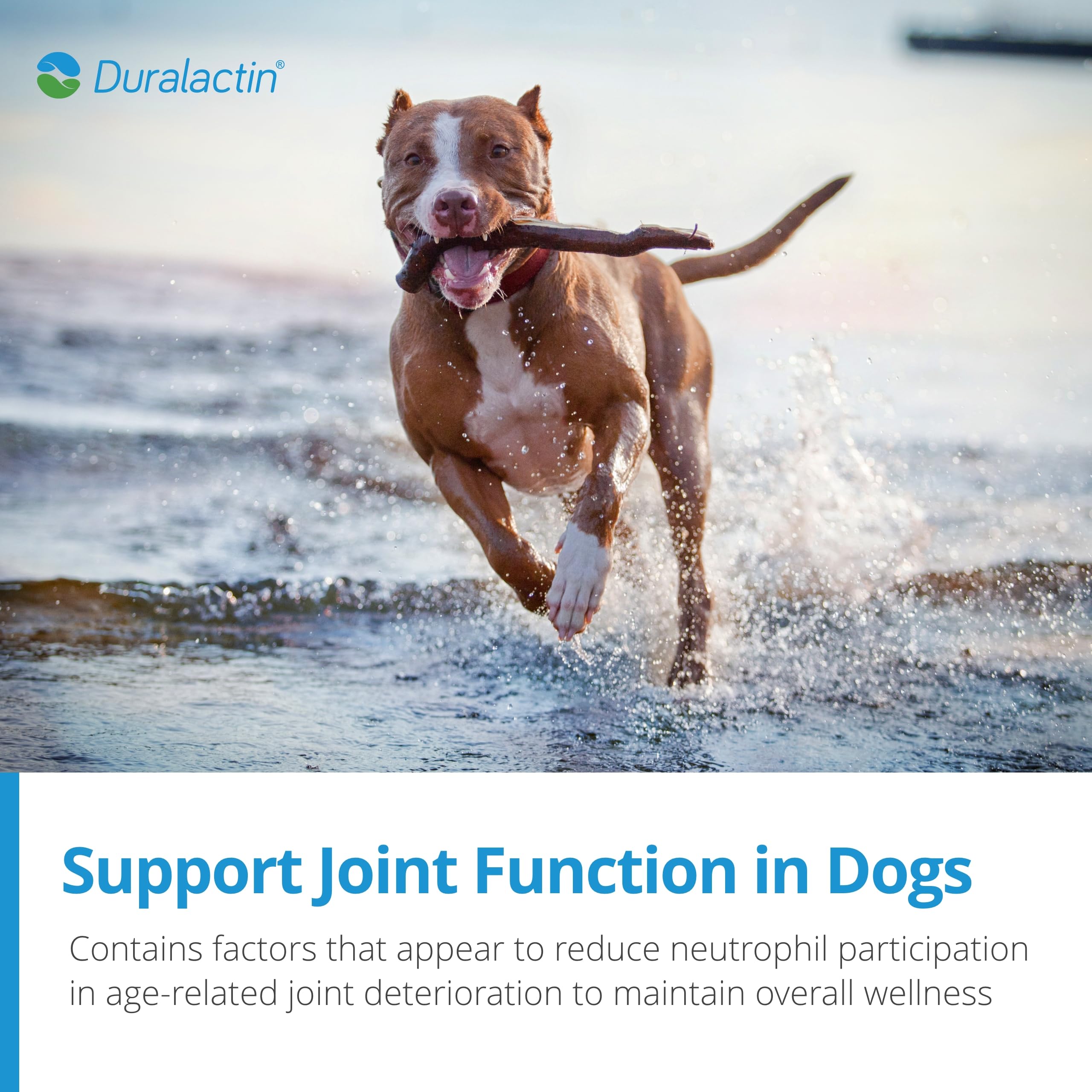 PRN Pharmacal Duralactin Canine Joint Plus - Joint Health Supplement for Dogs & Puppies to Support Healthy Cartilage Levels & Joint Function While Helping Manage Soreness - 90 Soft Chews