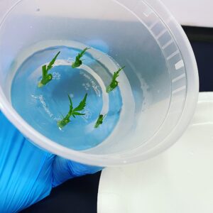 Cannabis Cloning Tissue Culture Media Pre Mixed - Ready to Use