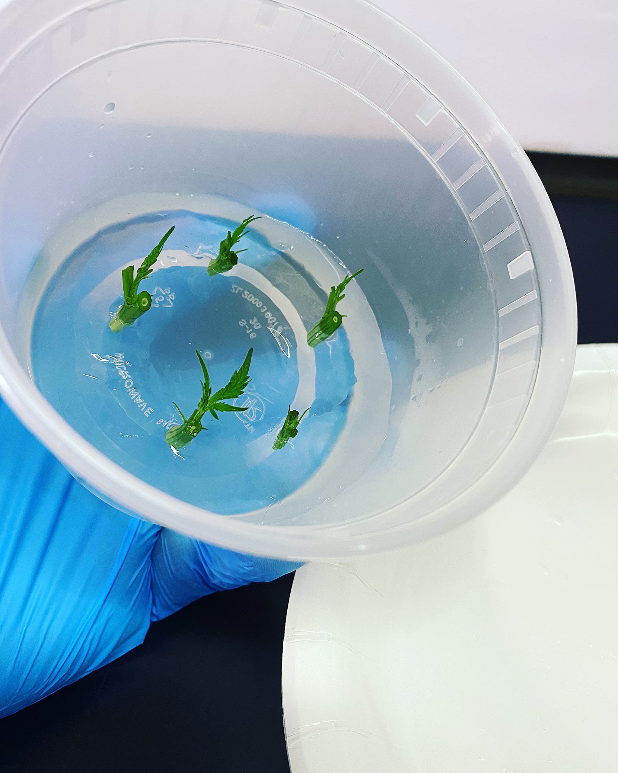 Cannabis Cloning Tissue Culture Media Pre Mixed - Ready to Use