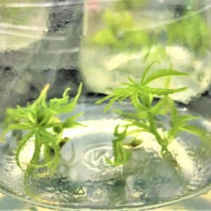 Cannabis Cloning Tissue Culture Media Pre Mixed - Ready to Use