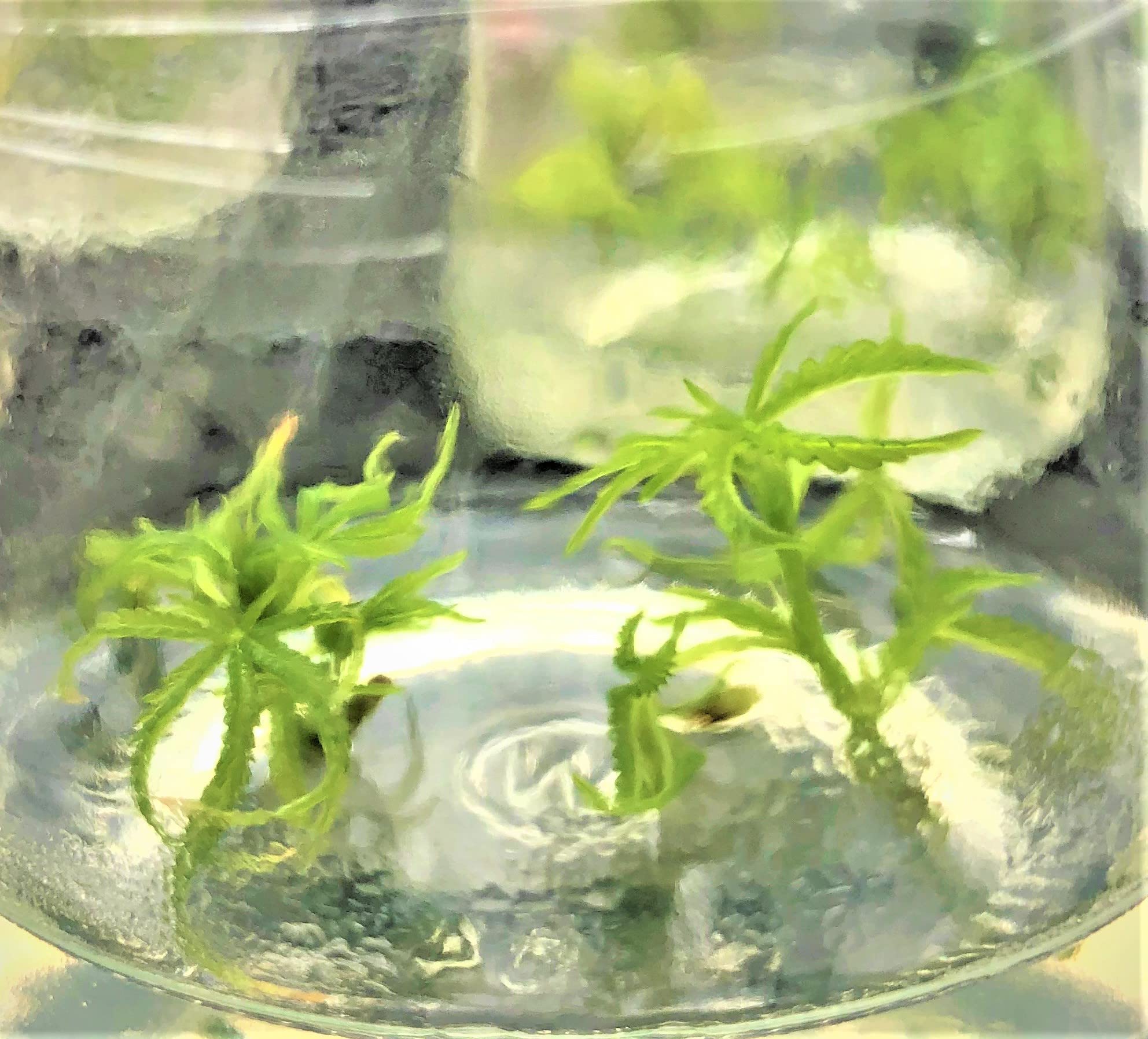 Cannabis Cloning Tissue Culture Media Pre Mixed - Ready to Use