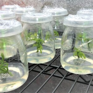 Cannabis Cloning Tissue Culture Media Pre Mixed - Ready to Use