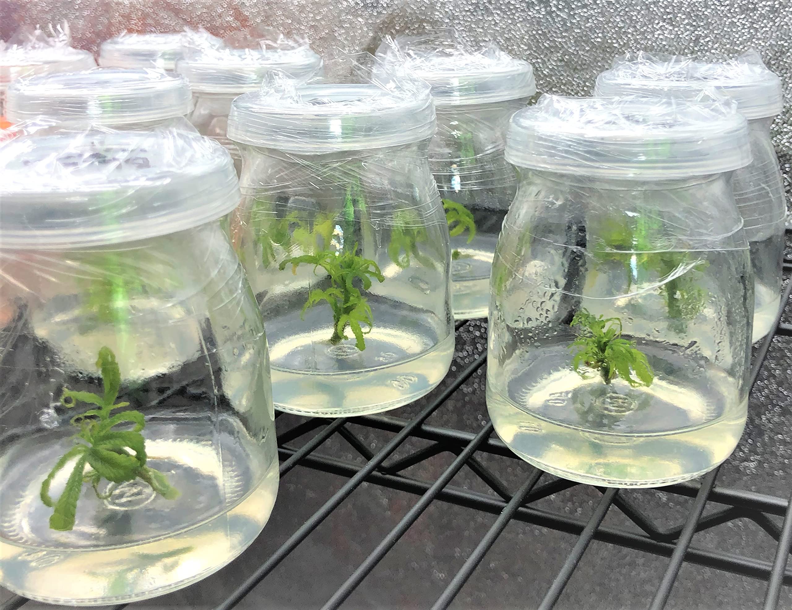 Cannabis Cloning Tissue Culture Media Pre Mixed - Ready to Use