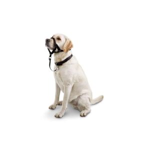 EveryYay Head of The Class Head Halter for Dogs Large