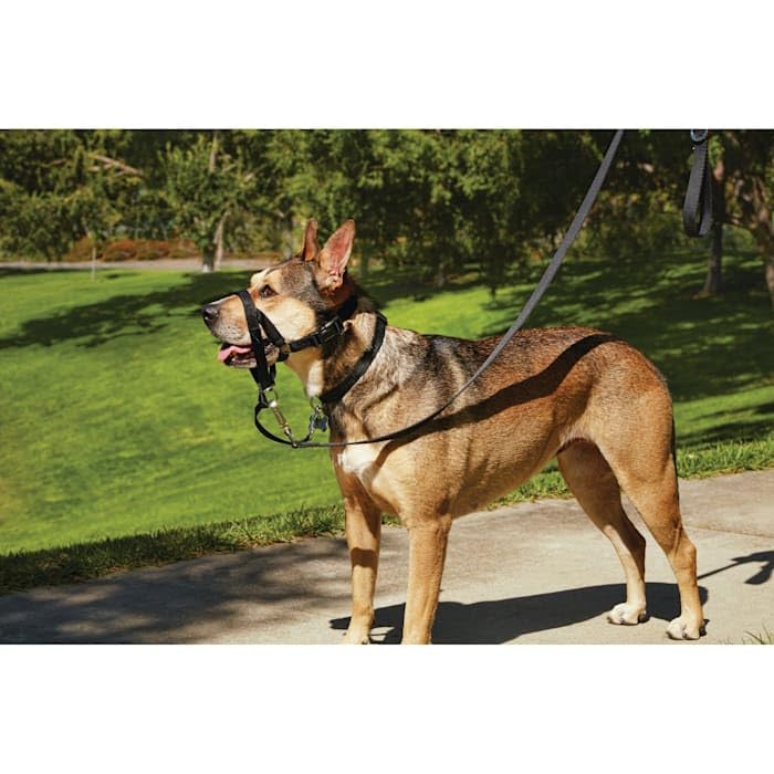 EveryYay Head of The Class Head Halter for Dogs Large