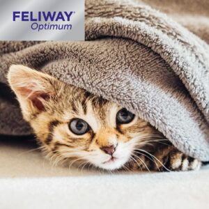 FELIWAY Optimum 30 Day Diffuser Refill - Calms Cats Better Than Ever - Helps with More Signs of Cat Stress, in More Situations (Refill D921 - use with FELIWAY OPTIMUM Cat Pheromone Diffuser)