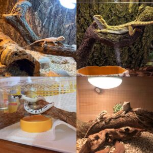 Reptile Decor Natural Forest Branch Terrarium Habitat Driftwood Decoration Lizard Climbing Tree Branch for Bearded Dragon Gecko Snake Frog Chameleon Spider 4PCS