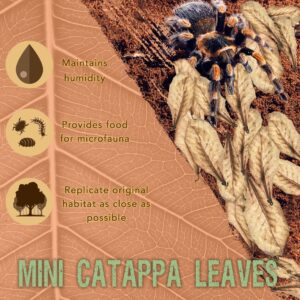 SunGrow 50 Pack Leaf Litter for Spider, Cricket & Isopod, Mini Catappa Dried Indian Almond Leaves, for Vivarium, Terrarium & Aquarium, Mimics Familiar Habitat & Perfect Hiding Spot, Terrarium Decor