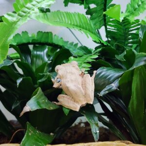 Josh's Frogs Tropical Artificial Reptile and Amphibian Plants (Fern)