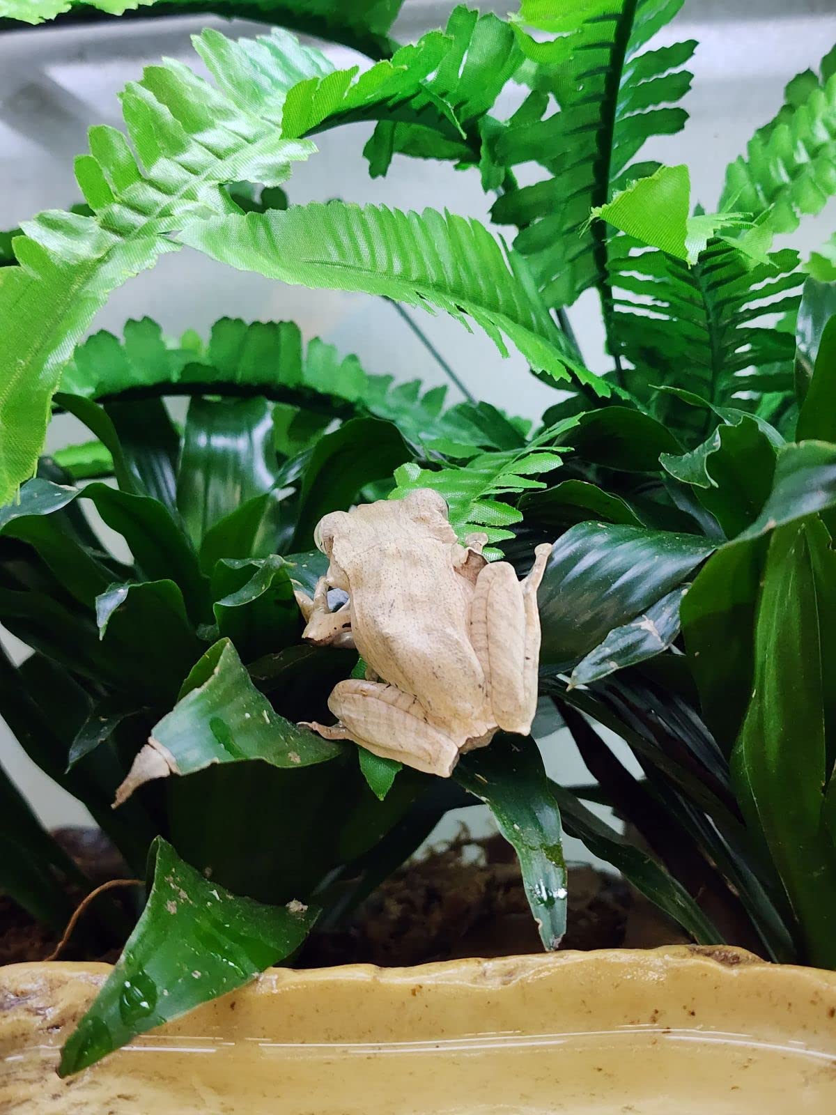 Josh's Frogs Tropical Artificial Reptile and Amphibian Plants (Fern)