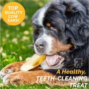 123 Treats Cow Ears for Dogs (1 Pound - Golden) - 100% Natural Made Premium Chews for Your Dog Bulk Beef Treats no Added additives