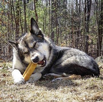 Bully Bunches Mega Authentic Yak Cheese Himalayan Chews for Giant Dogs & Super Aggressive Chewers - All Natural Dog Treat Dental Chews, Made with Real Yak Milk - Lactose & Rawhide Free (2 PK)