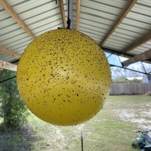 Bug Ball Gnat Ball 3 Pack Starter Complete kit - Gnats, House Fly, No-See-Um, Aphids whiteflies, and Love Bugs Trap