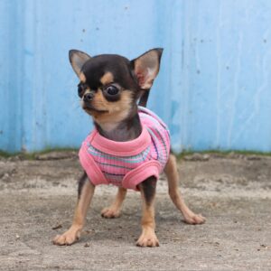 LOPHIPETS 100% Cotton Rib Dog Shirt Vest for Small Dogs Teacup Chihuahua Yorkie Puppy Clothes Tank Tee-Pink/XS